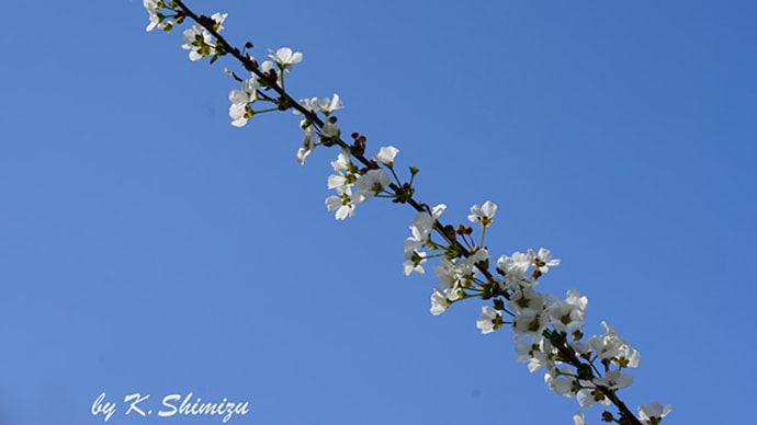 春らしく　3月14日(木)晴れのち曇り
