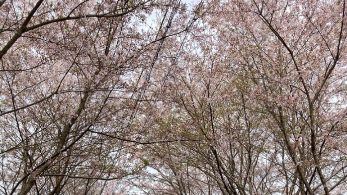 4月3日・・・・アオジ、ヒヨドリ、ルリビタキ