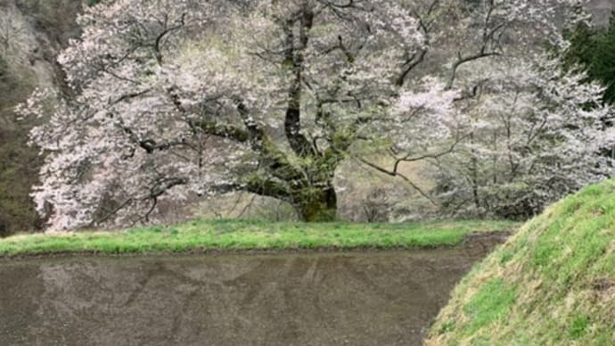 阿智村の駒つなぎの桜