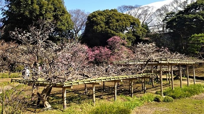 「黄門さまの梅たち」／小石川後楽園