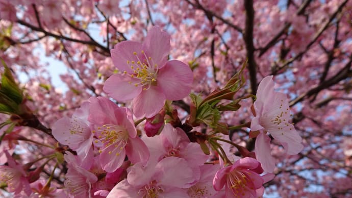 愛知県蒲郡市の河津桜