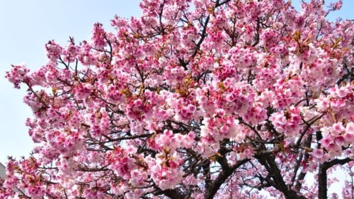熱海桜と来宮神社