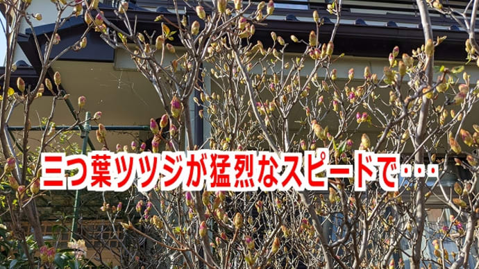 三つ葉ツツジが猛烈なスピードで・・・