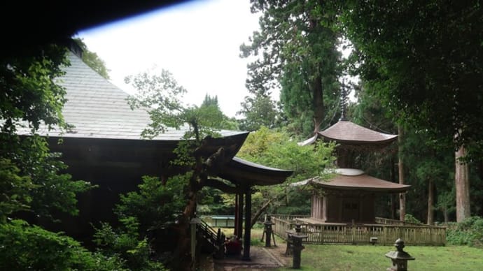 岩湧寺に秋海棠を見に行きました。
