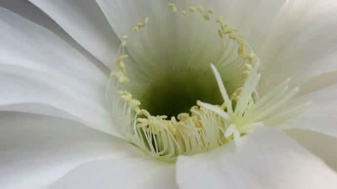 布袋丸の花 #2