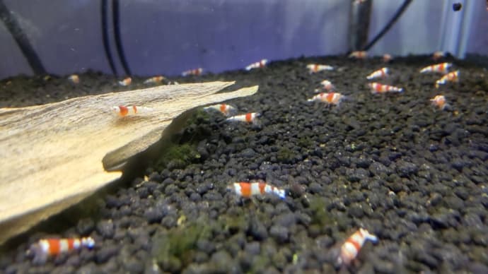今週の入荷魚 10月5日