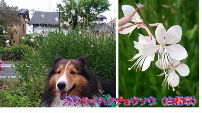 小次郎と夏の草花　ー　ガウラ　ハクチョウソウ（白蝶草）－