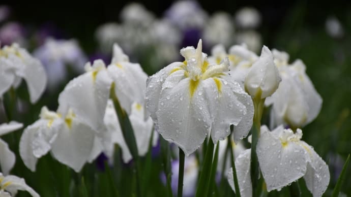 あじさい・しょうぶ狩り 神奈川県鎌倉市山ノ内 明月院:あじさい寺(3)雨上がりの花しょうぶ園