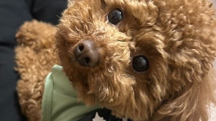 ワンちゃんとお出かけとサークル!