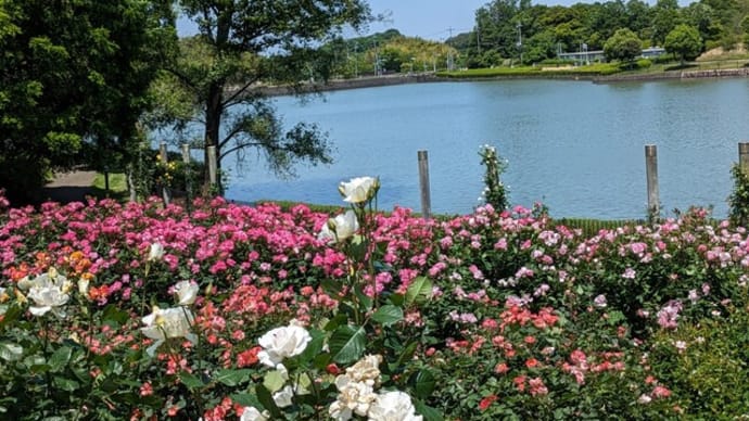 又々蜻蛉池公園&whatawonワタワン