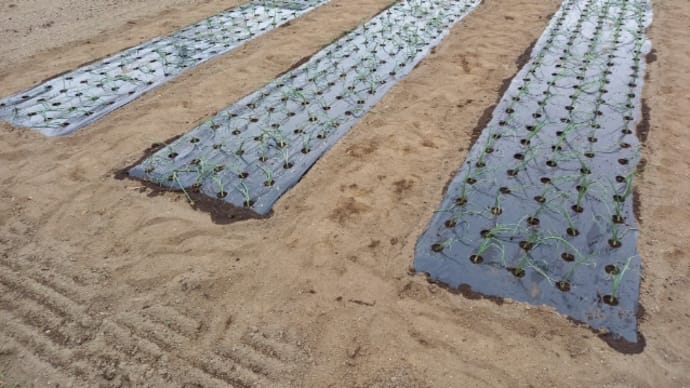 玉ねぎ、全て植えました。