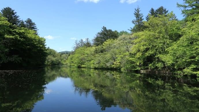 雲場池 新緑
