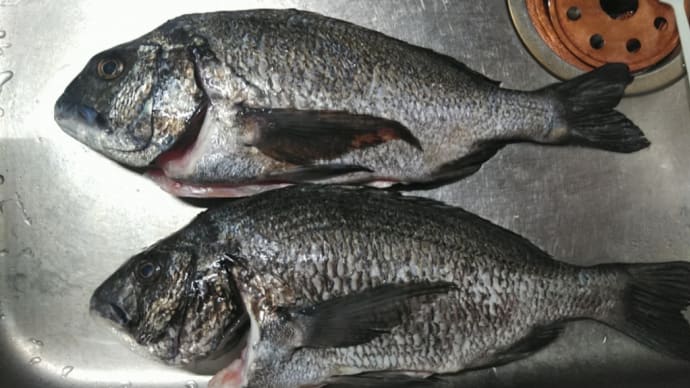魚ばっか