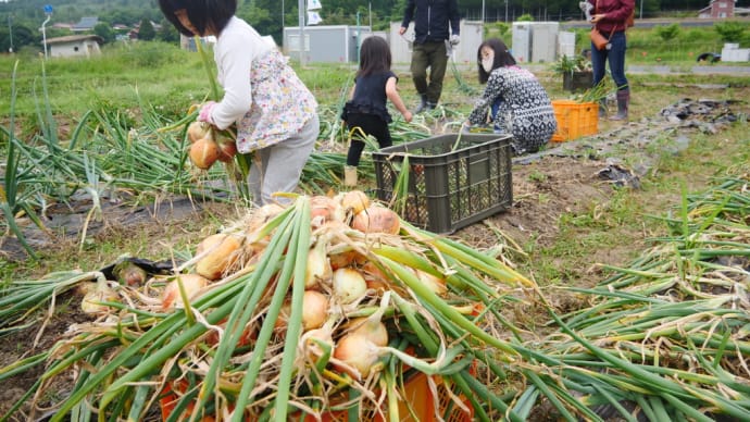 タマネギ掘りは突然に