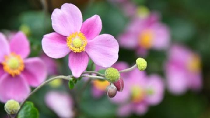 まだまだ頑張る秋明菊