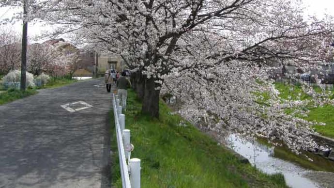 田谷堰下流の桜