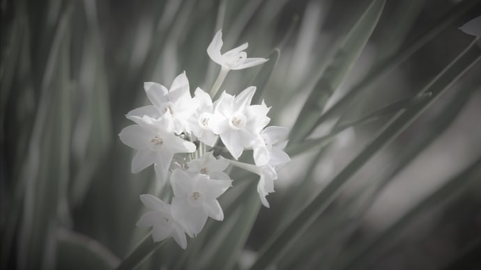 冬凛の花、白水仙