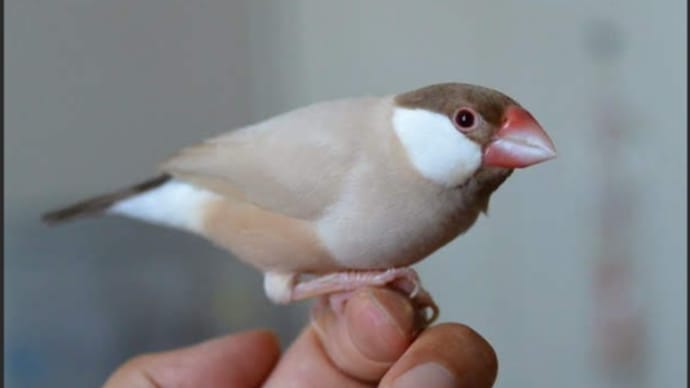 文鳥様、わたしを幸せの国へ連れていって下さい、夢でもいいからお願いします!