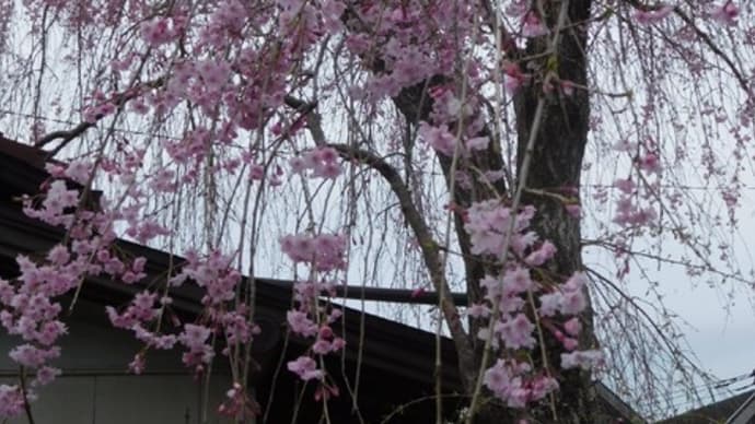 桜とランチ