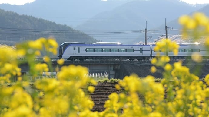 4月20日撮影 みどり湖の菜の花と桜と絡めて