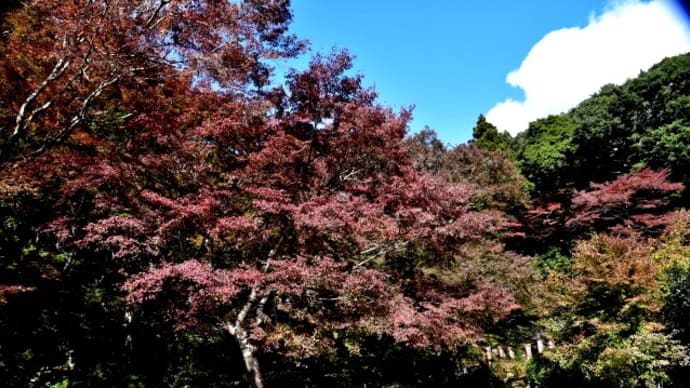 国東半島　両子寺の紅葉