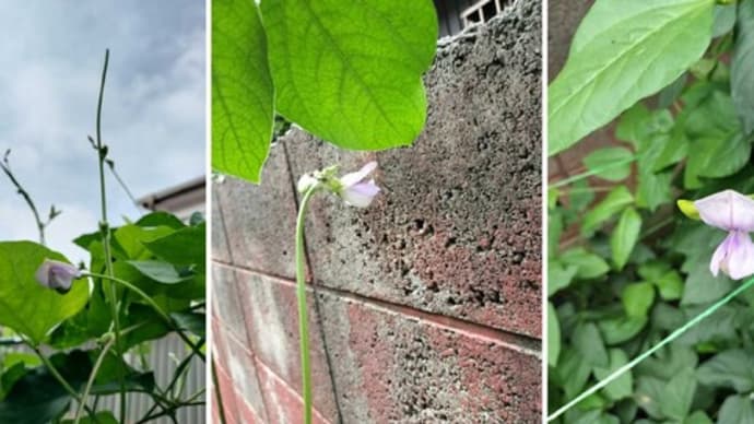 ササゲの花が咲きました