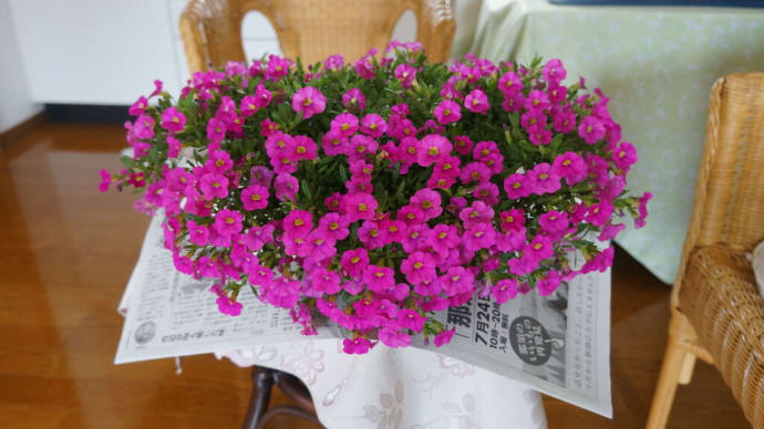 フラワーボックスの花2021-2(爆発的な開花)