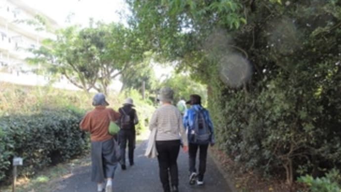 谷津干潟一周ウオーキングと谷津バラ園散策