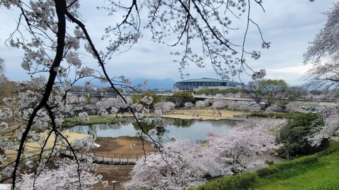 満開の桜