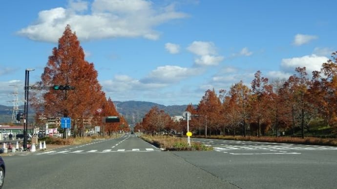 精華大通り・メタセコイア並木