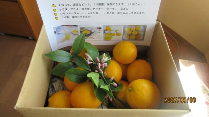 🌞今日も🍋朝から🌱庭仕事