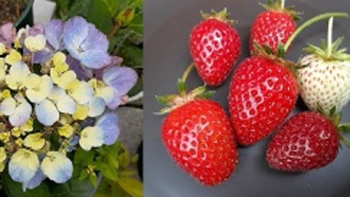 夏椿や紫陽花にアキレアやマツバギクに庭のイチゴが熟したとですッ(≧◇≦)