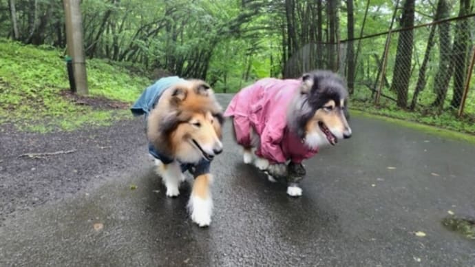困ったベルごん!