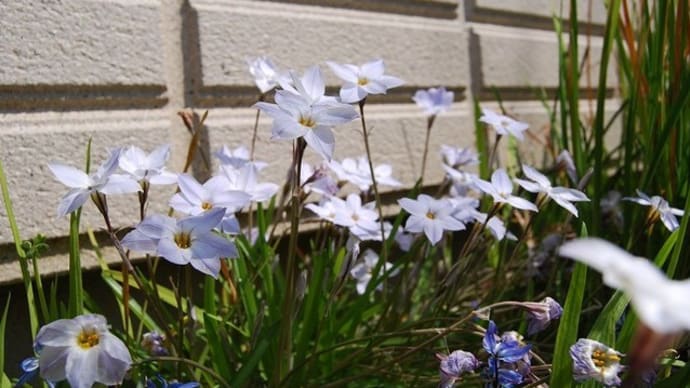 170414_ポカポカ陽気の庭の花々
