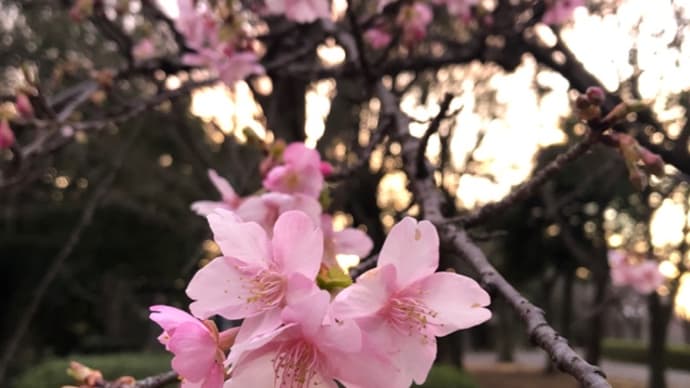 春を感じる時。