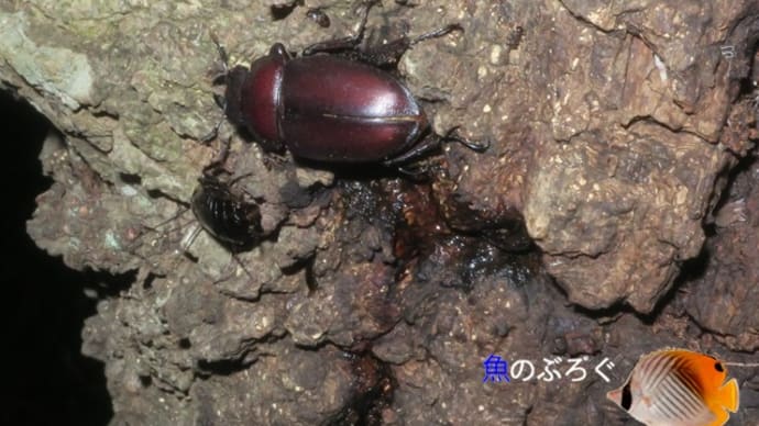 ノコギリクワガタとヤマトゴキブリ