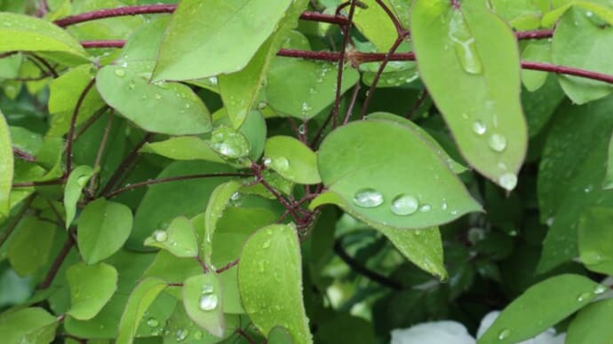 めぐみの雨にホッ!