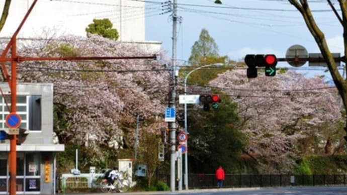 お堀の桜