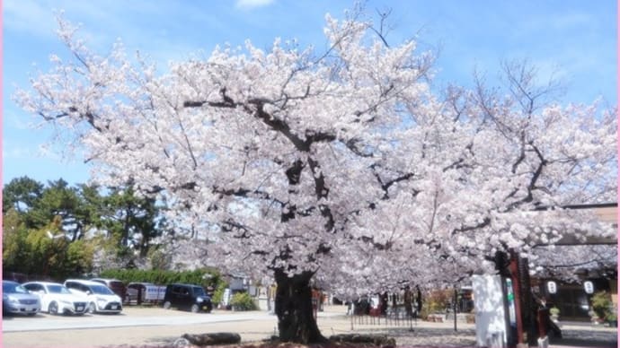 2022桜便り4　阿部野神社の桜