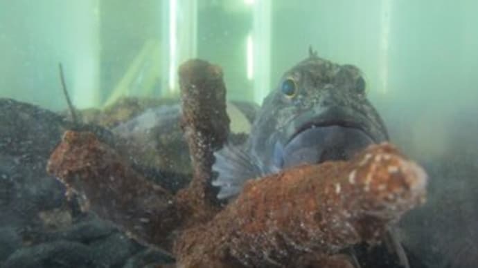 お留守番の魚たち