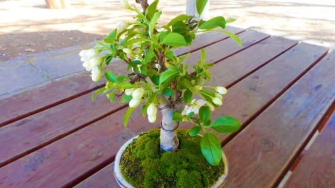 〜 2020年度深谷えん旅『初めてのBONSAI(ミヤマカイドウ)』参加者募集! 〜