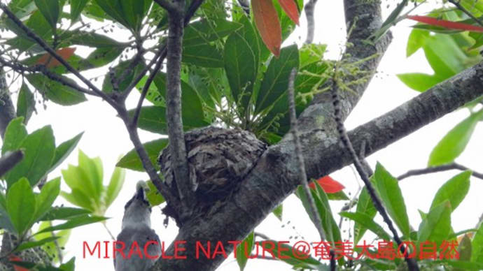 リュウキュウサンショウクイは雛に何を与えるか その2