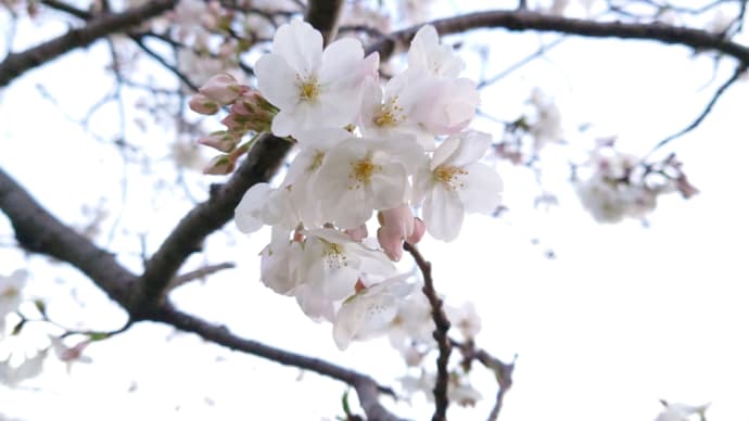 勝山公園の桜 03/30
