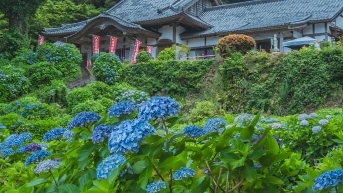 佐賀武雄のアジサイ寺・大聖寺へ 2025/6/28