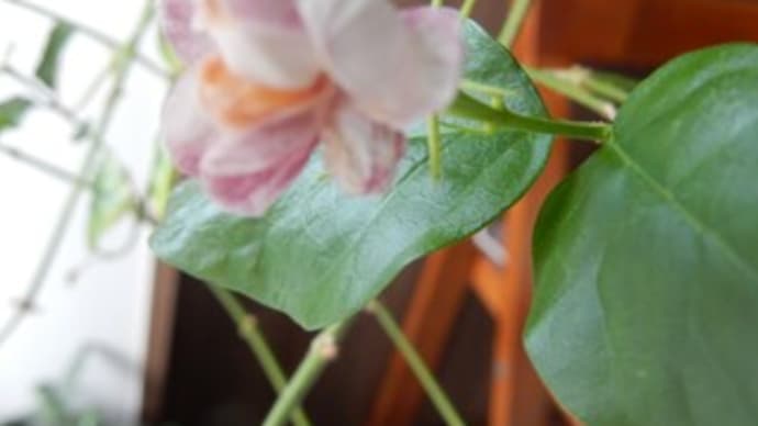十数年ぶりのこの花は?(教えてください)