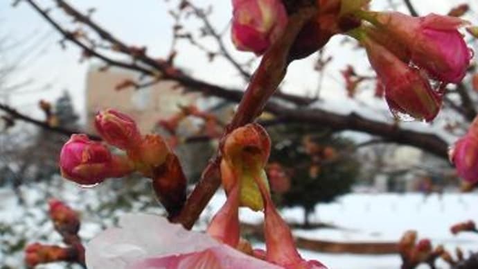 河津桜の雪景色（２月２日）