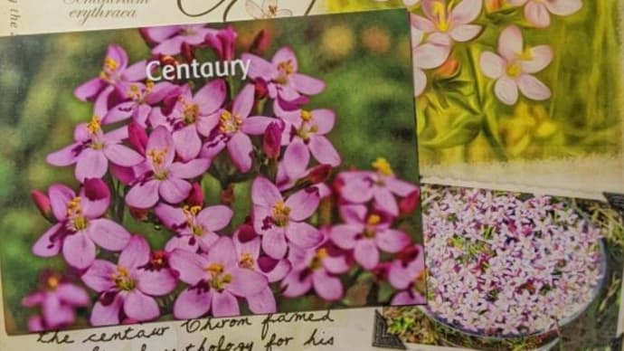 Centaury