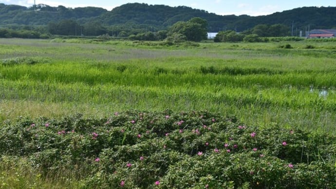 湿原のハマナス