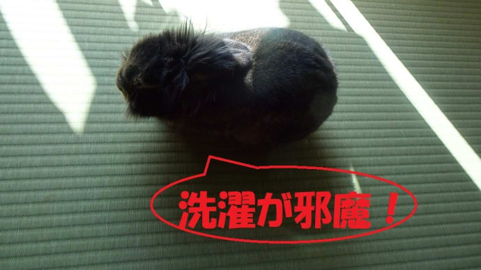 明日から２０℃超え？