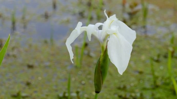 花は似ても似つかない?